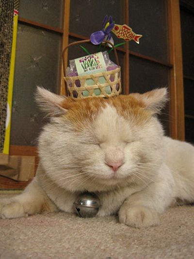 Самый ленивый японский кот Широнеко