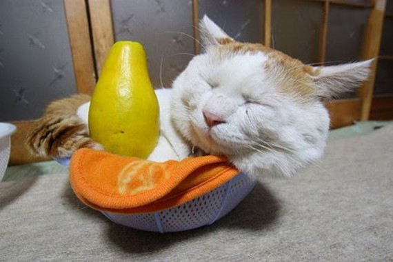 Самый ленивый японский кот Широнеко