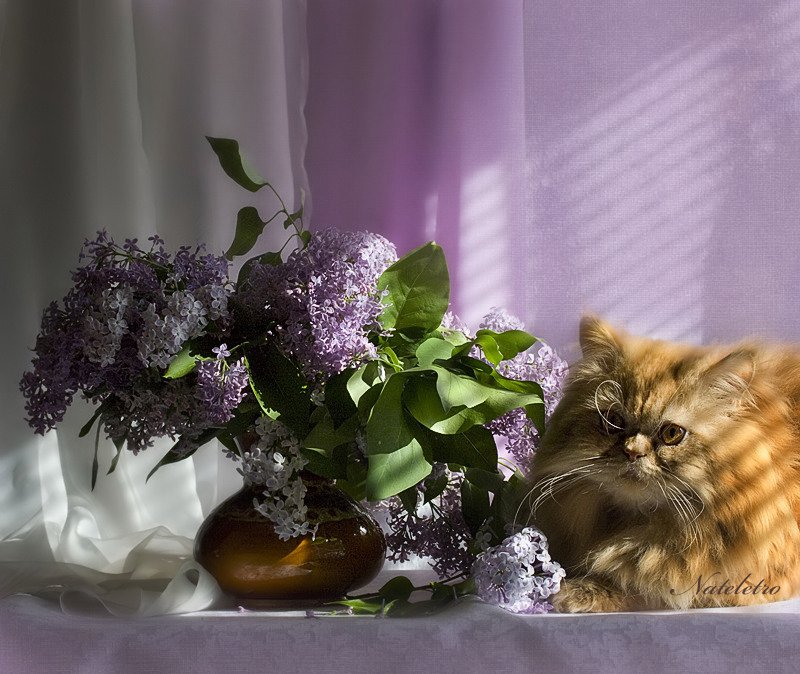 Кот и сирень картинки