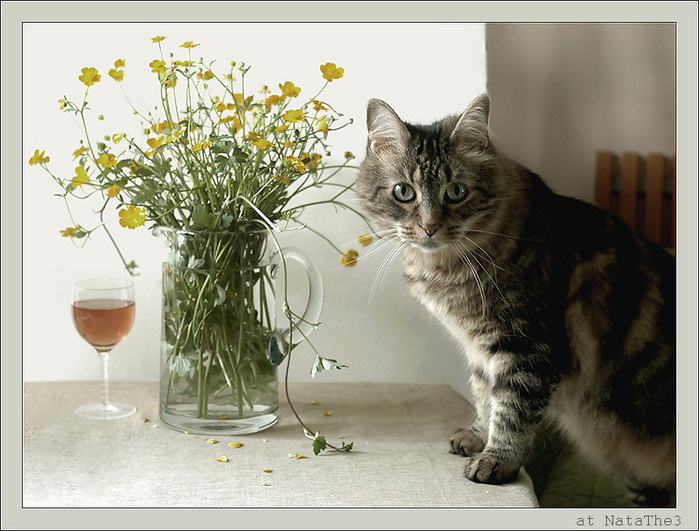 Коты с цветами