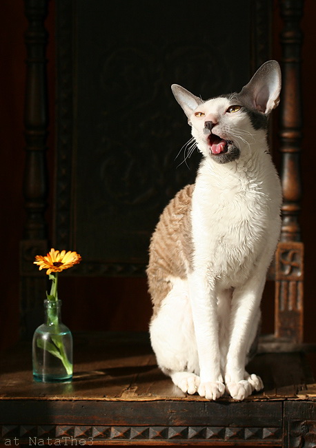 Коты с цветами