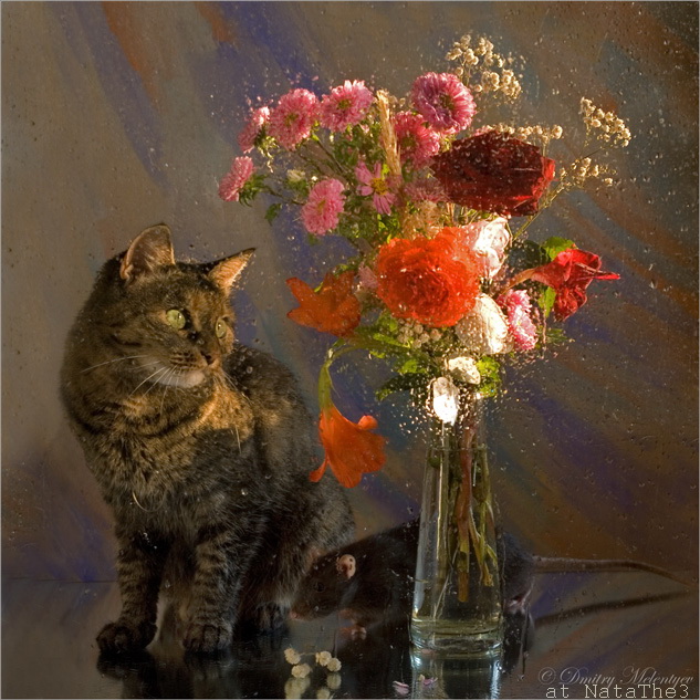 Коты с цветами