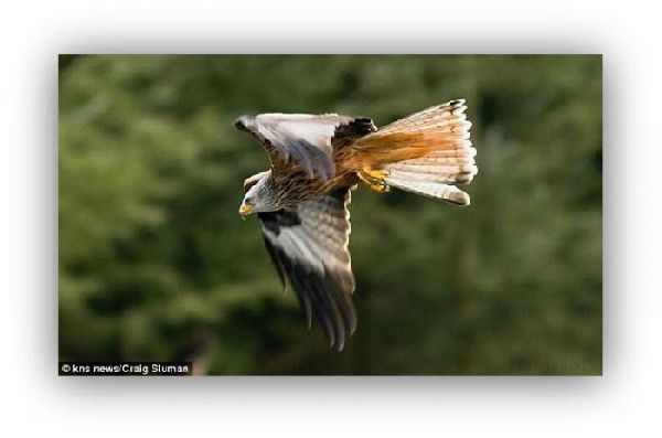 Орел против утки