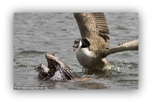 Орел против утки