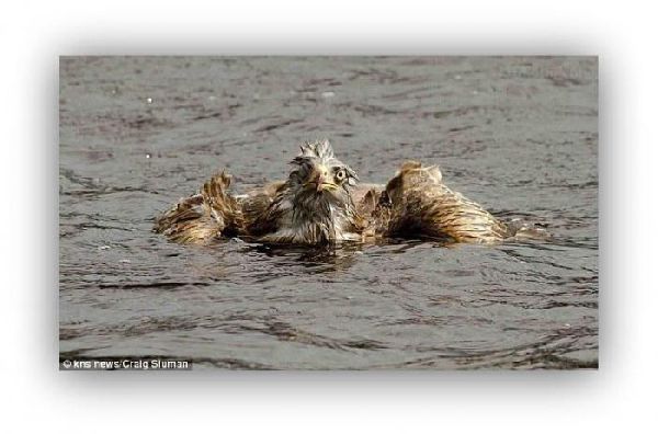 Орел против утки