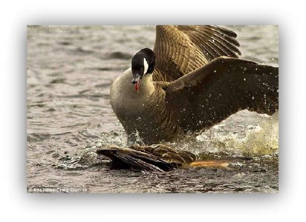 Орел против утки