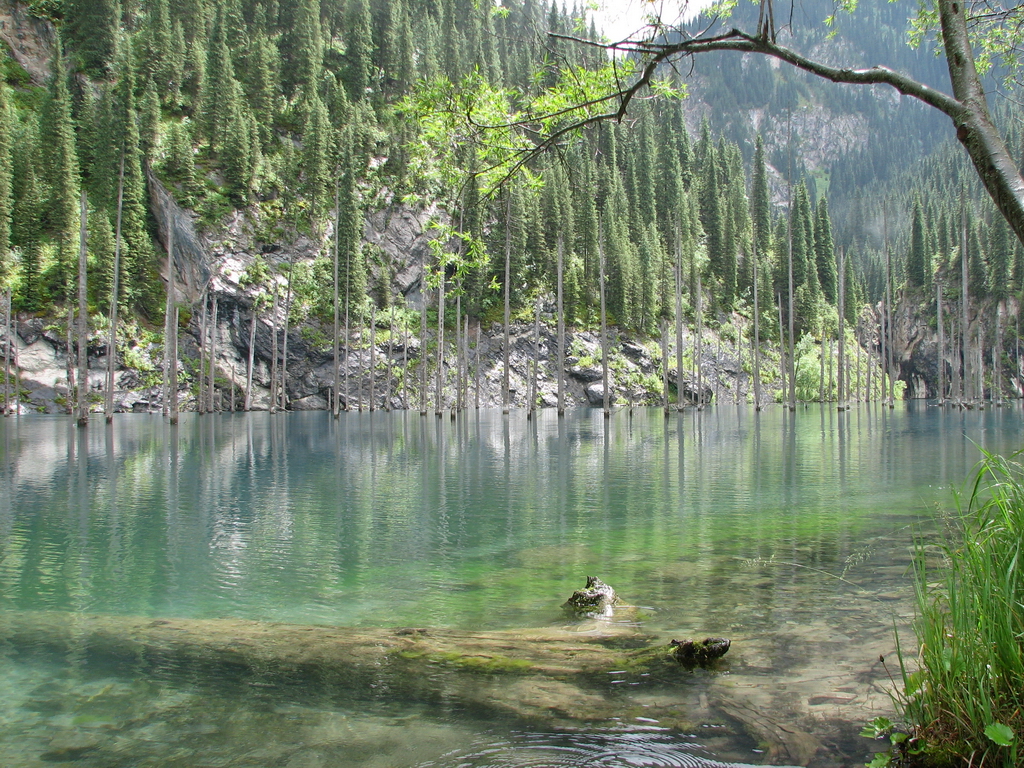 Лес затопленный водой. Озеро Каинды. Озеро Каинды в Казахстане. Горное озеро Каинды. Затонувший лес в озере Каинды.