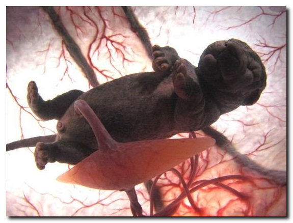 Животные в утробе матери