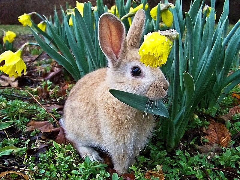 Весенний зайчик