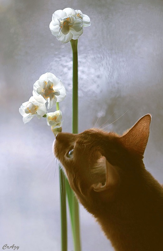 Весенний позитив март. Коты весной. Кот нюхает цветы.