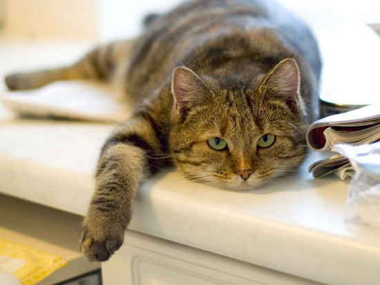 Что было бы,если бы? Что было бы,если бы