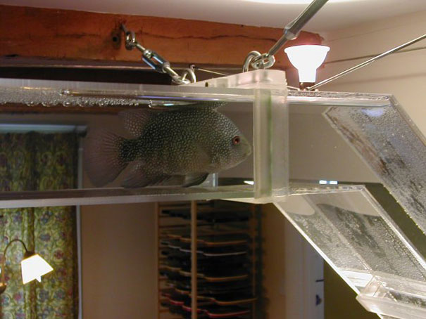 Необычный дизайн аквариумов необычные,аквариумы,дизайн,креатив