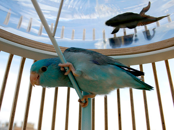 Необычный дизайн аквариумов необычные,аквариумы,дизайн,креатив