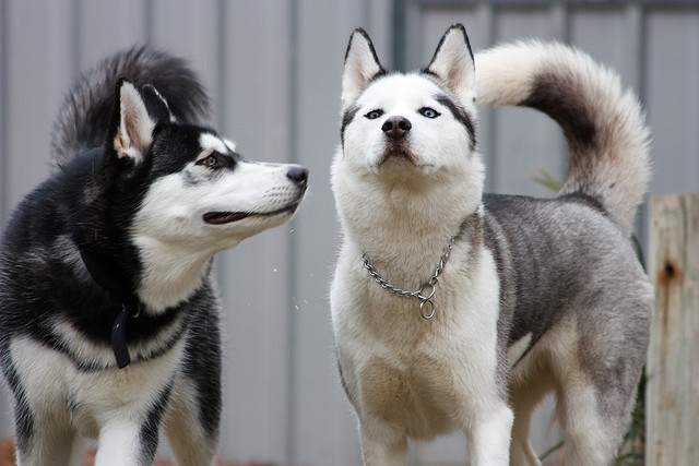 Сибирский хаски