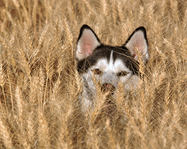 Сибирский хаски