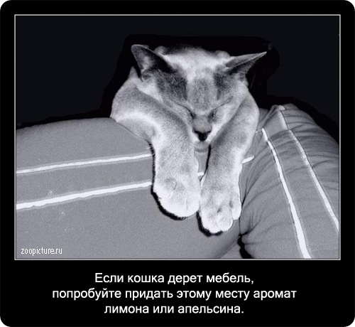 Интересные факты о кошках 