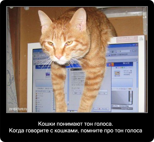 Интересные факты о кошках 