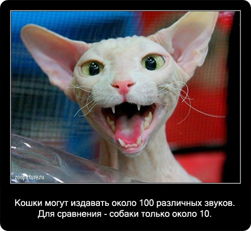 Интересные факты о кошках 