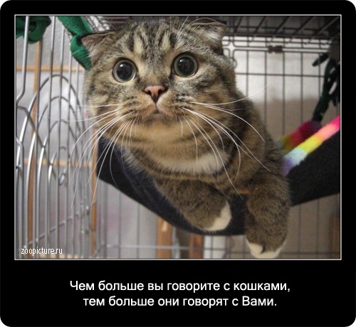 Интересные факты о кошках 
