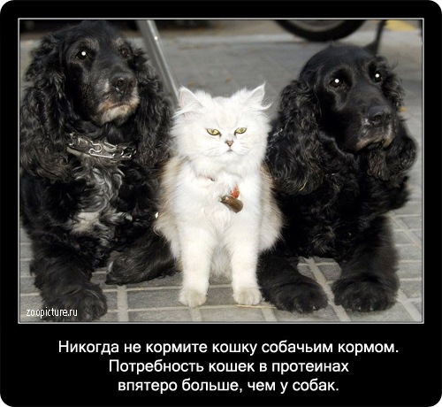 Интересные факты о кошках 