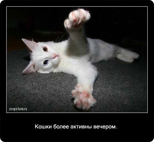 Интересные факты о кошках 