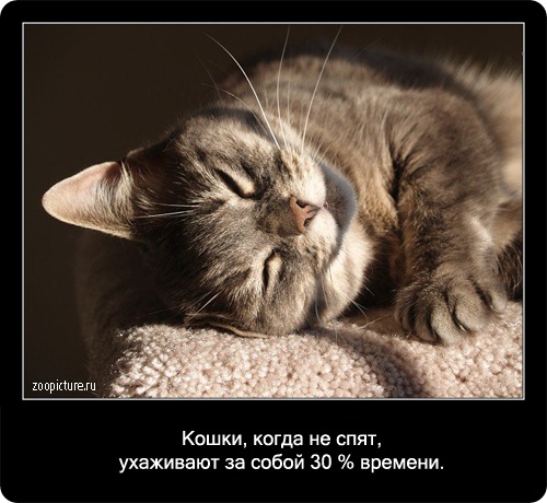 Интересные факты о кошках 