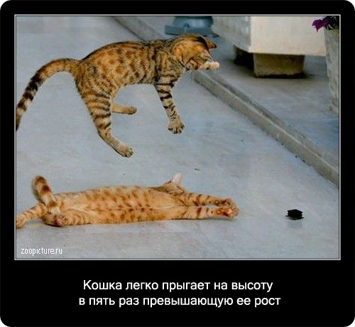 Интересные факты о кошках 