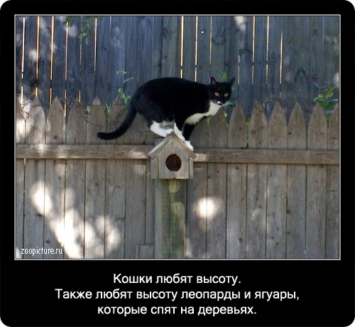 Интересные факты о кошках 