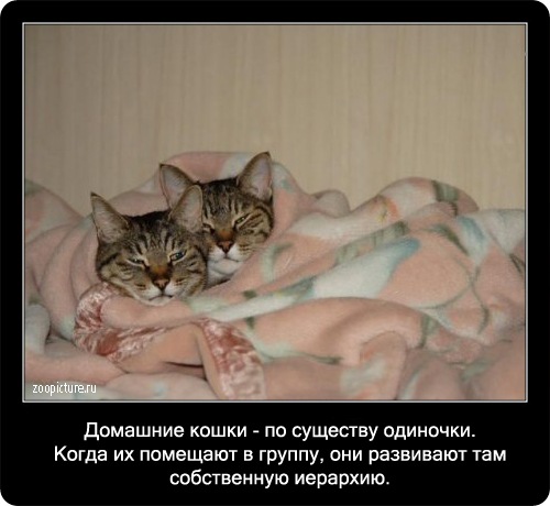 Интересные факты о кошках 