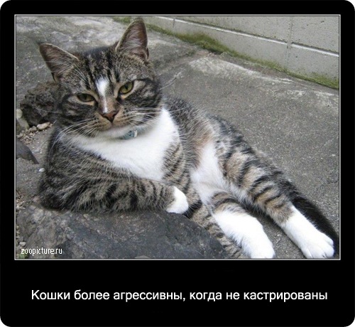 Интересные факты о кошках 