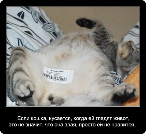 Интересные факты о кошках 