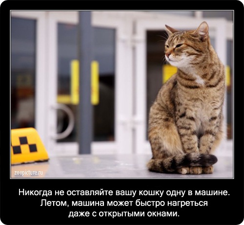 Интересные факты о кошках 