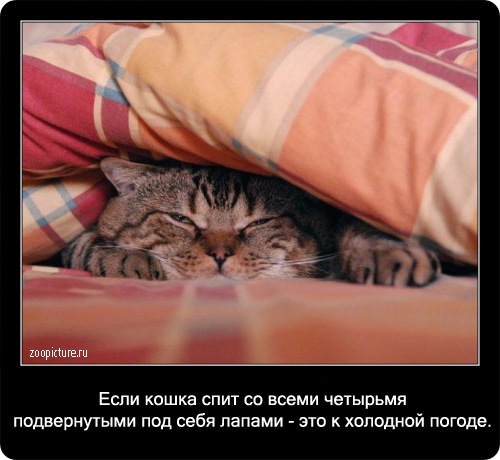 Интересные факты о кошках 