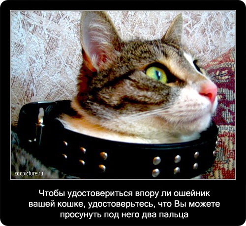 Интересные факты о кошках 