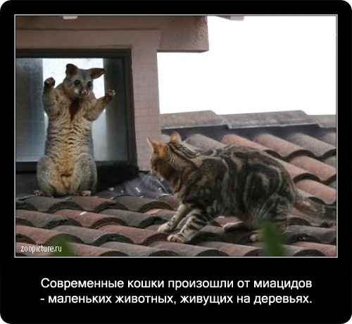 Интересные факты о кошках 