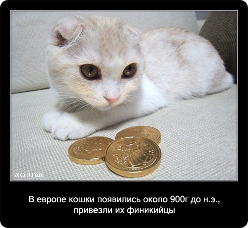 Интересные факты о кошках 