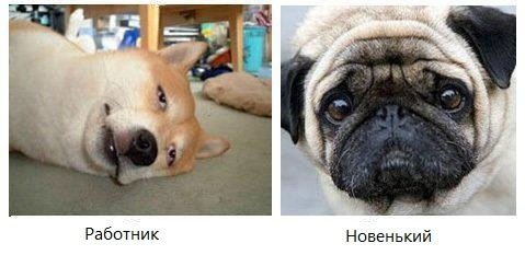 Типичный офис в собачьих мордах