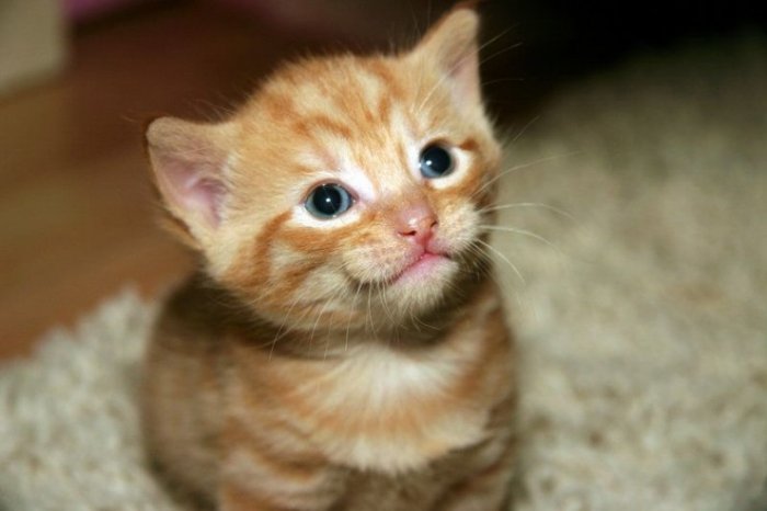 Твоя улыбка спасёт мир! Твоя улыбка спасёт мир!