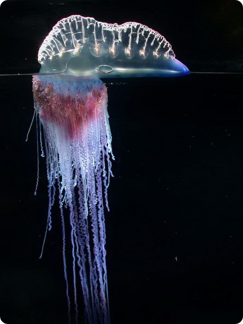 Португальский кораблик