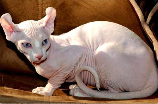 10 самых редких и дорогих пород кошек