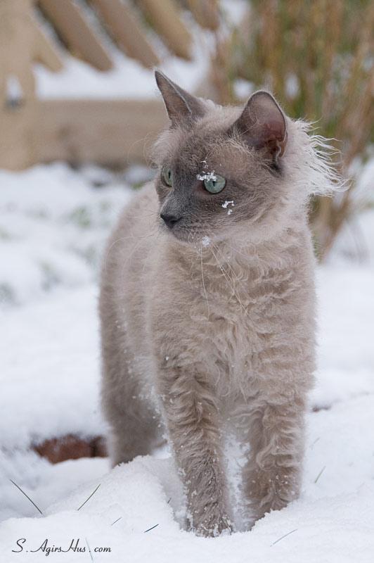 10 самых редких и дорогих пород кошек