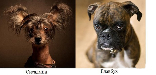 Типичный офис в собачьих мордах