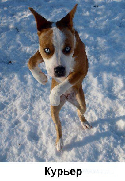 Типичный офис в собачьих мордах