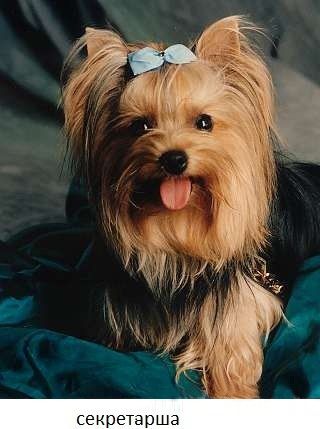 Типичный офис в собачьих мордах