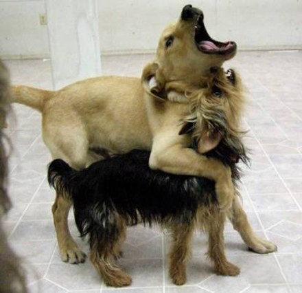 Типичный офис в собачьих мордах