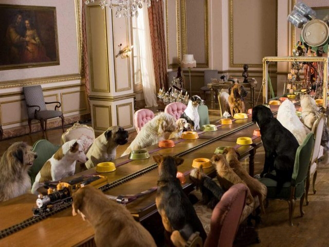 Типичный офис в собачьих мордах