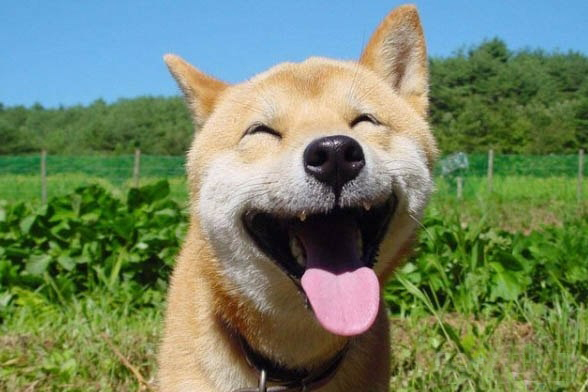 Типичный офис в собачьих мордах