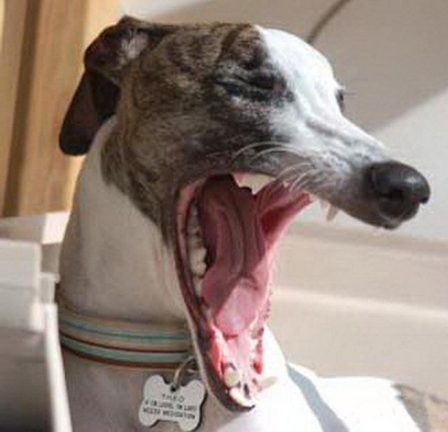 Типичный офис в собачьих мордах