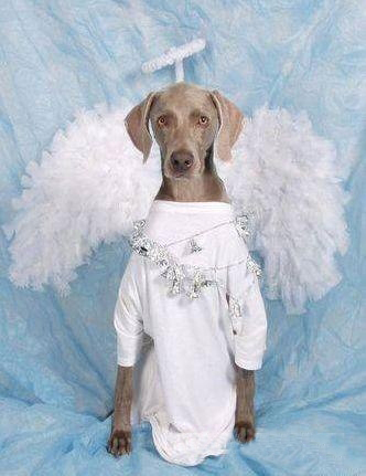 Типичный офис в собачьих мордах