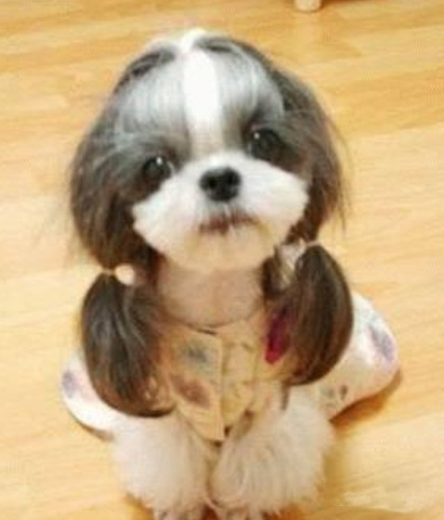 Типичный офис в собачьих мордах